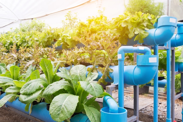 organic hydroponic vegetable cultivation farm