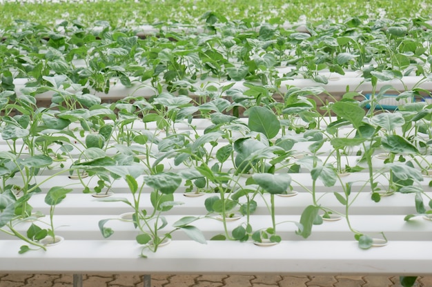 Organic hydroponic vegetable farm growing in greenhouse