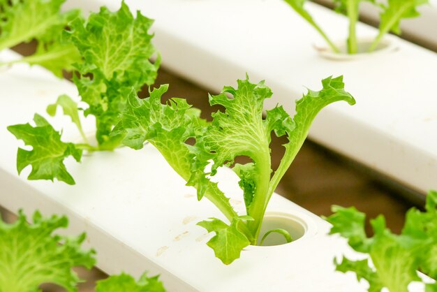 Organic hydroponic vegetable farm growing in greenhouse