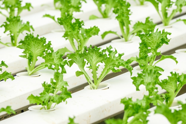 Organic hydroponic vegetable farm growing in greenhouse