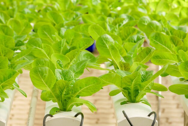 Organic hydroponic vegetable farm growing in greenhouse