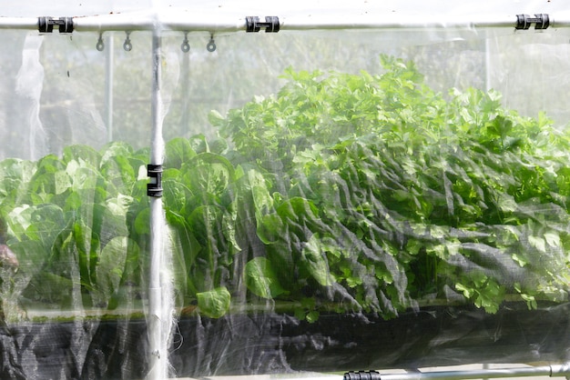 Azienda agricola di verdure idroponica organica che cresce in serra