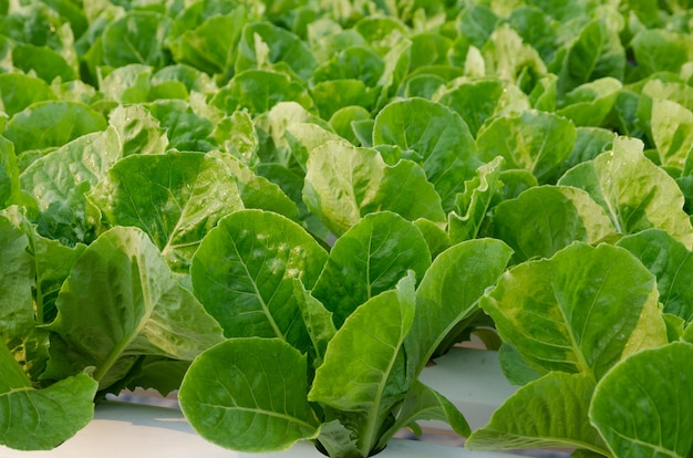 Organic hydroponic vegetable farm