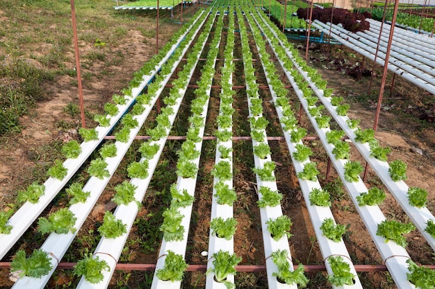 Organic hydroponic vegetable garden