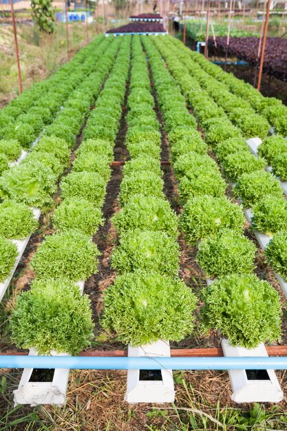 Organic hydroponic vegetable garden