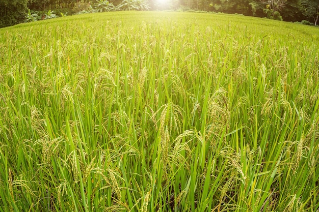 Organic jasmine rice field at country side in Thailand