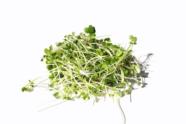 Photo organic kale sprouts healthiest vegetables concept