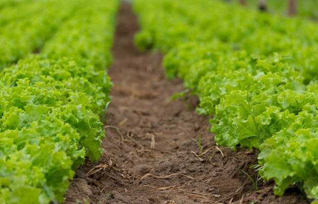 organic lettuce cultivation