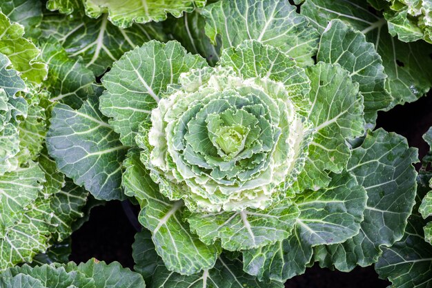 Organic lettuce in garden