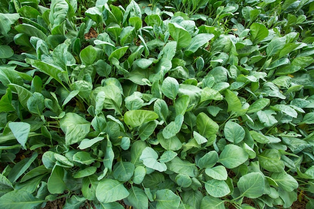 野菜園芸土壌栽培農業で育つ有機レタス植物