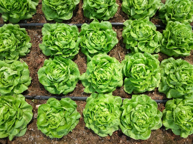 the organic lettuce salad for healthy food