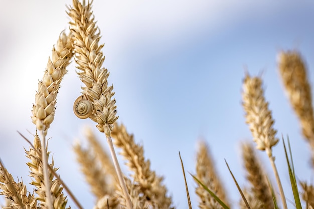 Organic Mature Barley Spikes in the Field