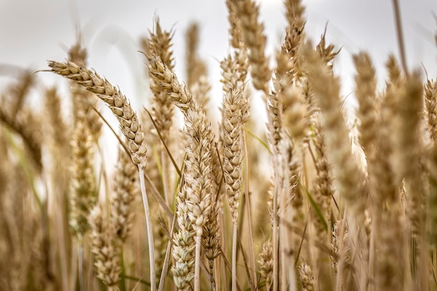 Organic Mature Barley Spikes in the Field