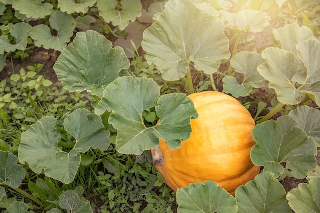 Organic Mature Pumpkin