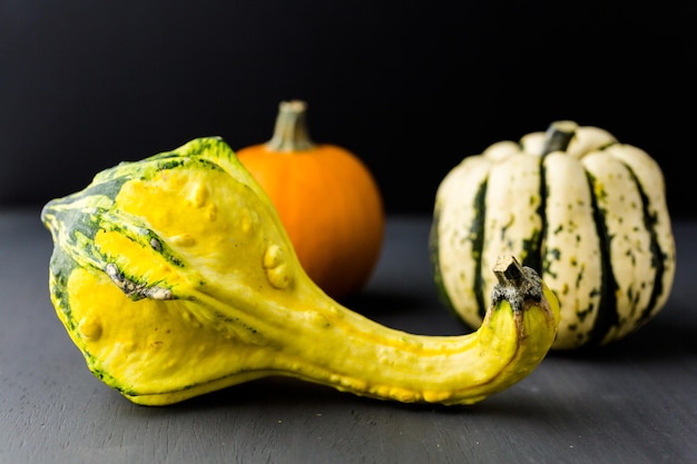 Organic miniature gourds on black background.