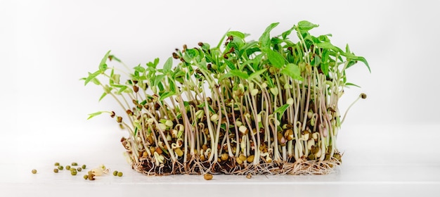 Photo organic mush microgreens sprouts with seeds isolated on white background