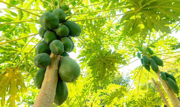 Photo organic natural papaya tree with sweet many papayas