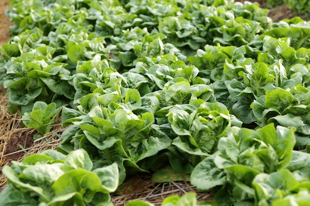 Organic and nontoxic vegetable growing on soil vegetable salad\
farm with clean fresh and safe. organ
