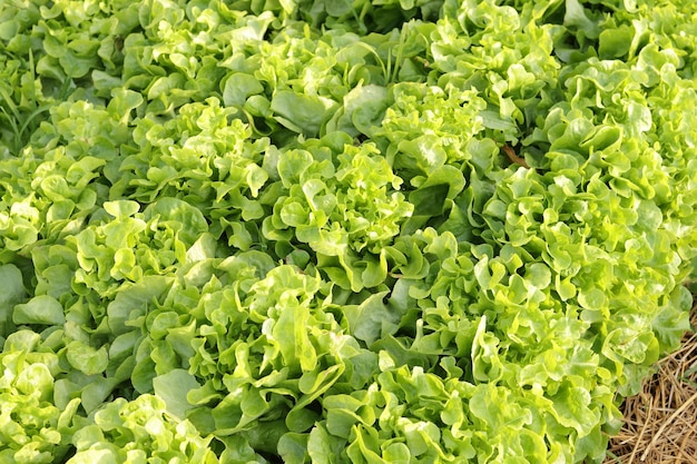 Organic and nontoxic vegetable growing on soil Vegetable salad farm with clean fresh and safe. Organ