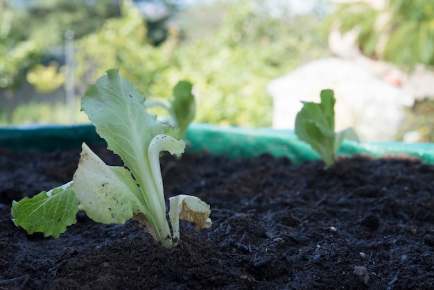 Organic oak Lettuce plantation real scene