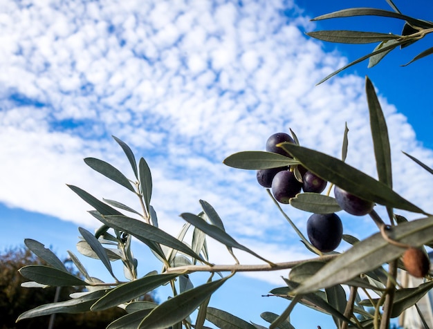 Organic olive three close-up view.  Detail of leaves and fruits