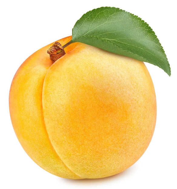 白い背景に分離された有機オレンジ アプリコット。アプリコットを葉で味わう。完全な被写界深度。
