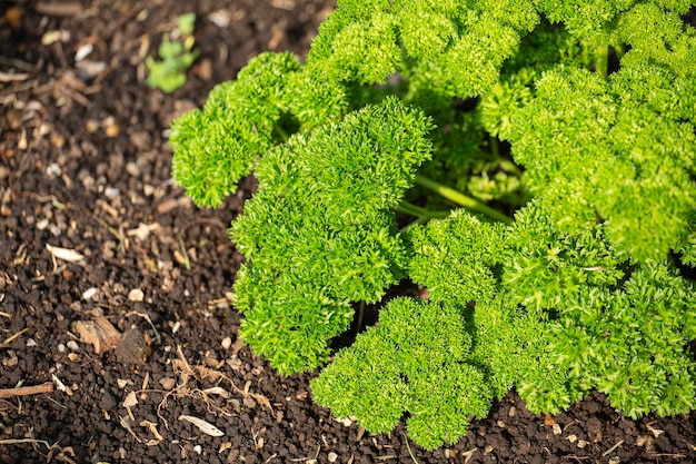 Organic parsley plant space for text top view