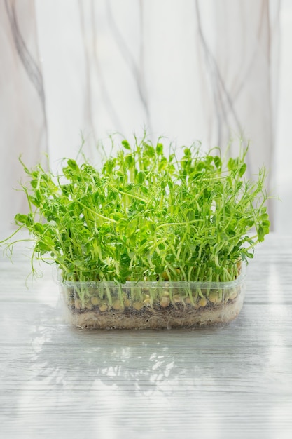 Organic pea microgreen sprouts growing in a plastic box in white background. Frash raw sprouts, micro greens, healthy food concept