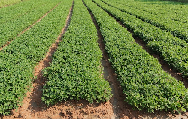 Organic peanuts farm with solar cell Agricultural field on which grow up peanuts