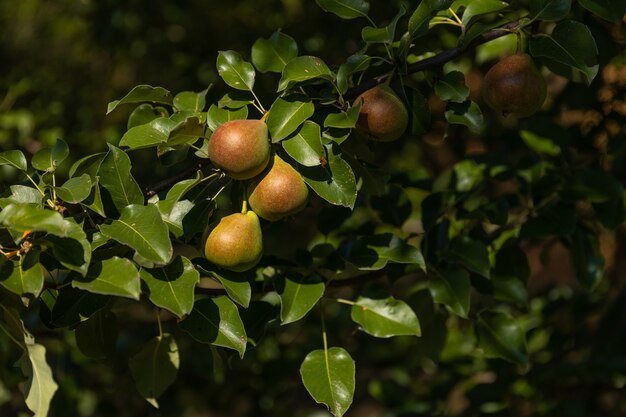 Organic pears in the garden