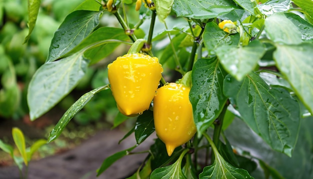 organic peppers growing in the garden