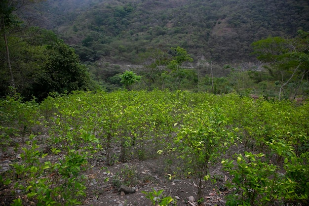 Organic plantation of coca plants in the Peruvian jungle.