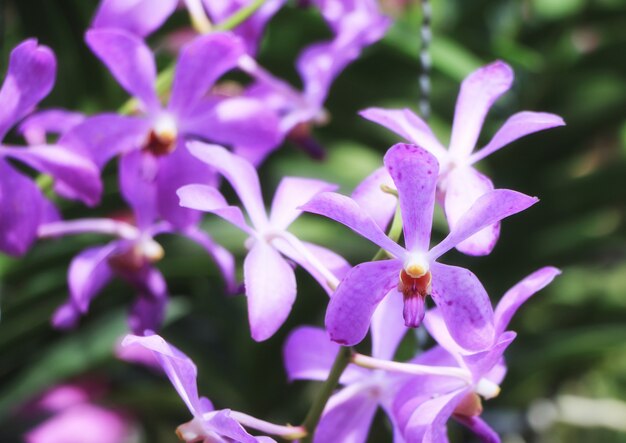 Fioritura viola organica dei fiori dell'orchidea