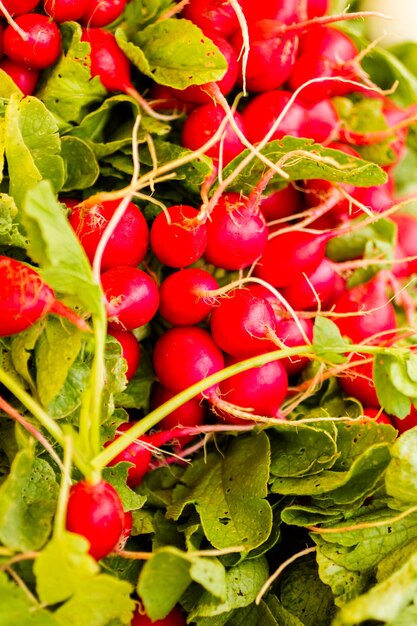 Organic radishes at the local farmer's  market.