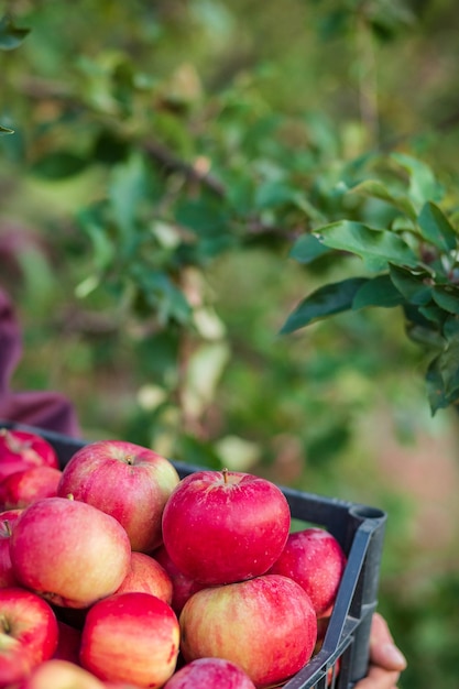 Organic red apples in a basket under a tree in the garden against a blurred background