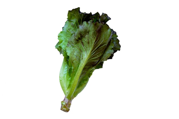 Organic red Batavia lettuce on white background