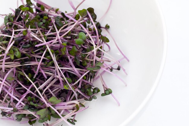 Organic red cabbage sprouts on white background