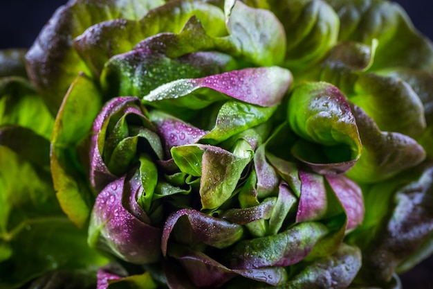 Organic Red Oakleaf lettuce