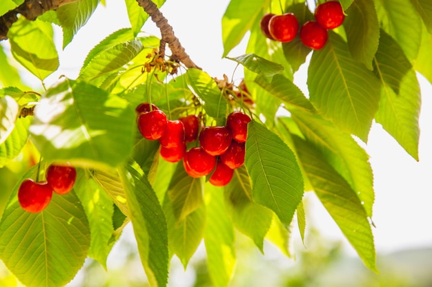 Photo organic red ripe cherries on a tree branch selective focus