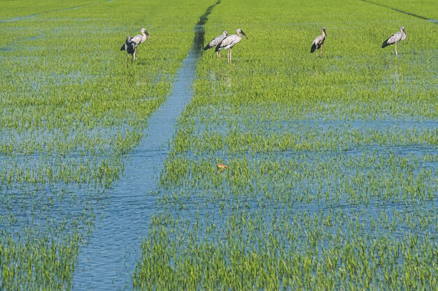 Органические рисовые поля и цапля крупного рогатого скота, местные белые птицы гуляют и ищут корм в сельской местности.