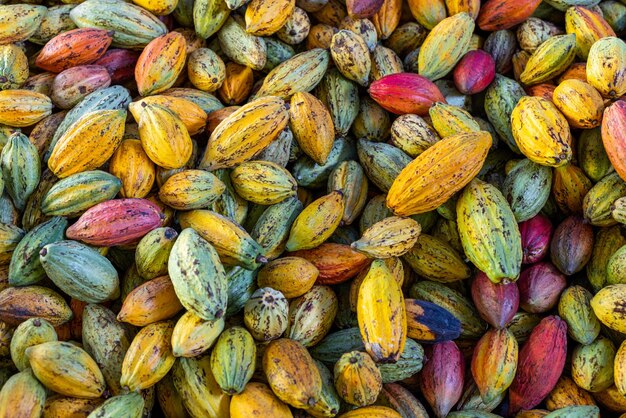 Organic ripe cocoa pod in farm