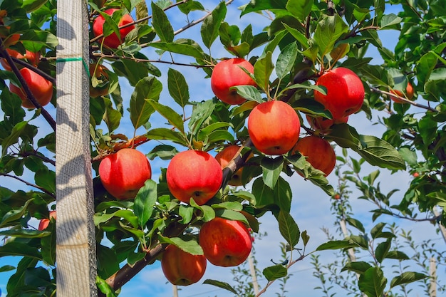 Органические, спелые, сочные яблоки на ветках деревьев в саду