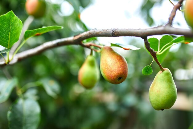 Organic, ripe pears in the summer garden, autumn harvest