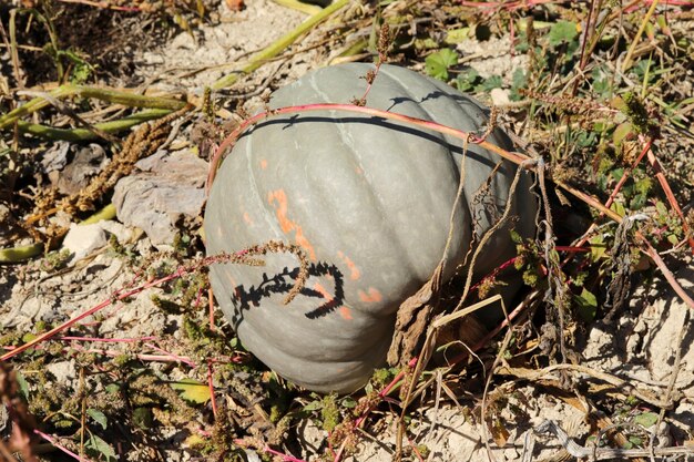 Organic ripe pumpkins at harvest time