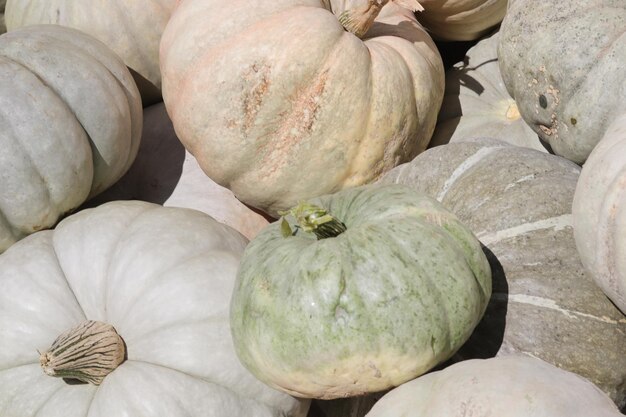 Organic ripe pumpkins at harvest time