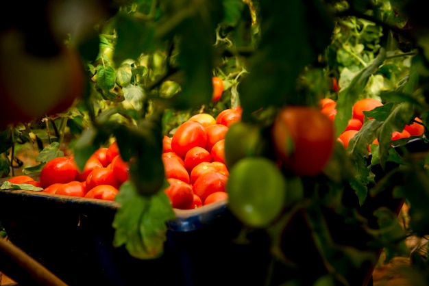 Organic ripe tomatoes in the wheelbarrow