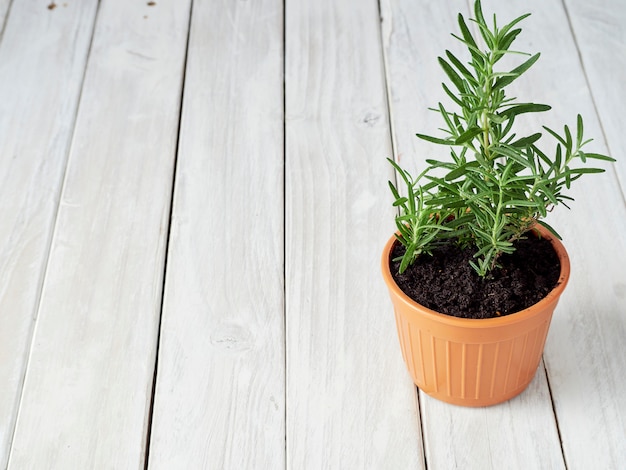 Organic rosemary planted in pots placed on a white wooden floor with a copy area.