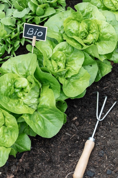 Organic salad growing in the vegetable garden at home