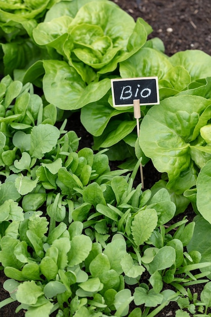 Organic salad growing in the vegetable garden at home