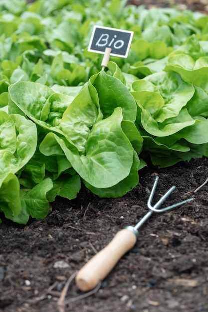 Organic salad growing in the vegetable garden at home